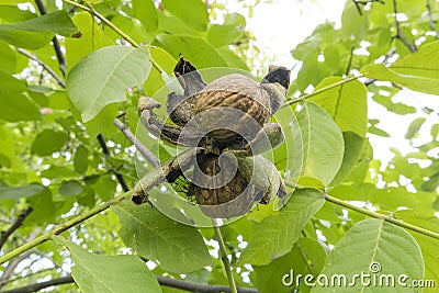 Juglans regia ripe walnuts on a branch tree Vector Illustration