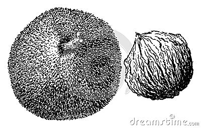 Juglans Regia vintage illustration Vector Illustration