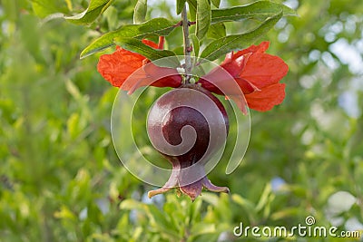 Juicy colorful pomegranate on tree branch with foliage on the background. Stock Photo