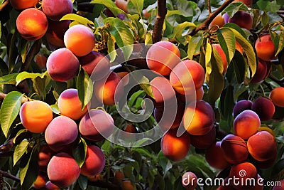 Juicy delicious sweet plums on branch in garden tree in sunset light Stock Photo