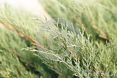 Juicy fresh branches of young green cypress Stock Photo