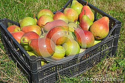 Juicy fresh pears harvest. Stock Photo