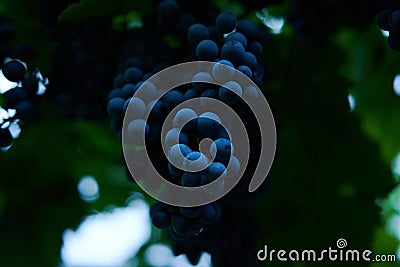 Juicy grapes from garden Stock Photo