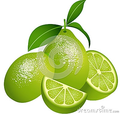 Juicy green citrus fruit Vector Illustration