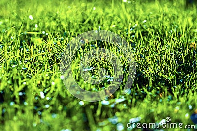 Juicy green grass Stock Photo
