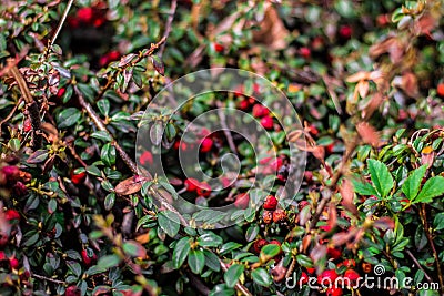 Juicy green Ilex vomitoria with red berries Stock Photo