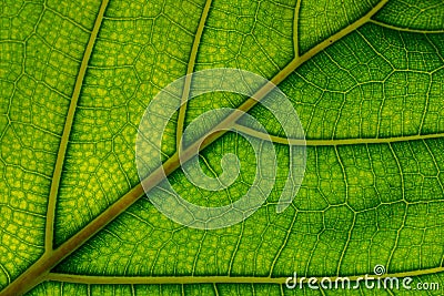 A juicy green leaf on which the veins and cells are viewed. Stock Photo