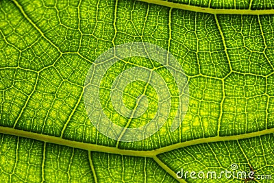 A juicy green leaf on which the veins and cells are viewed. Stock Photo