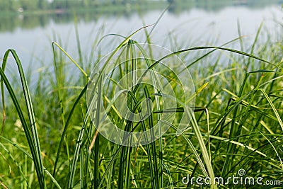 Juicy green sedge on the background of the lake Stock Photo