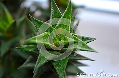 Juicy haworthia flaviata and aloe vera. Stylish and simple plants for a modern table Stock Photo