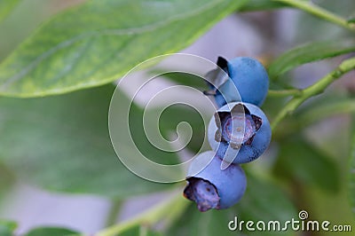 Juicy Highbush Blueberries Ripening On The Bush Stock Photo