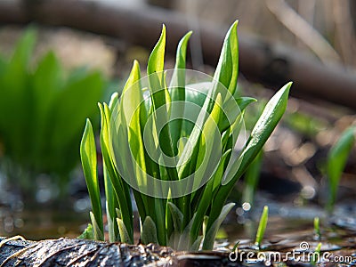 Juicy leaves ov Allium ursinum - known as ramsons, buckrams, broad-leaved garlic, wood garlic, bear leek or bears. Garlic smelly Stock Photo