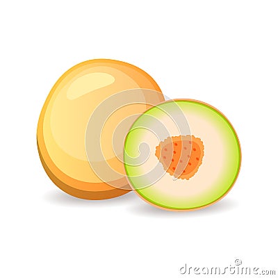 Juicy melon isolated on white background. Delicious tropical fruit, vector illustration in flat style Vector Illustration