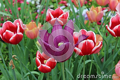 Tulip, flower, spring, red, nature, garden, tulips, field, pink, flowers, green, plant, beauty, blossom, floral, bloom, colorful, Stock Photo