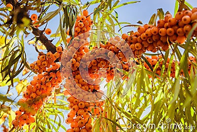 Juicy orange buckthorn berries on branches in sun Stock Photo