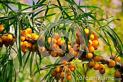 Juicy orange buckthorn berries on branches in sun Stock Photo