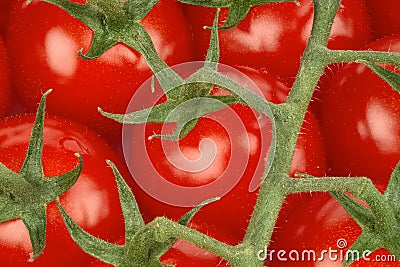 Juicy organic Cherry tomatoes. Stock Photo