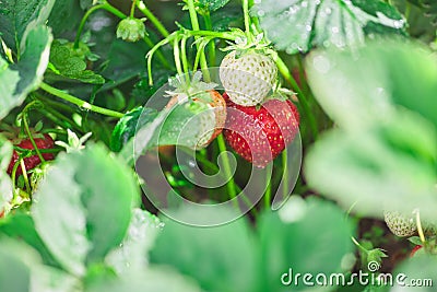 Juicy red strawberries. natural fresh berry in the garden Stock Photo