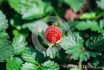 Juicy red wild strawberry among the green foliage. Sweet berry growing in the forest. Selective focus. Closeup view Stock Photo