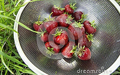 Juicy, ripe, organic strawberries from their own garden in an iron colander Stock Photo