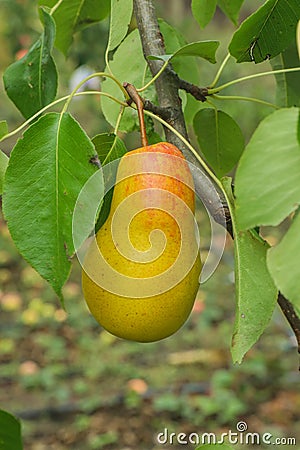 Juicy ripe pears on a green branch. Red and green fruits on a small tree Stock Photo