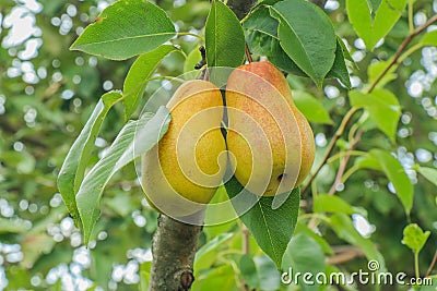 Juicy ripe pears on a green branch. Red and green fruits on a small tree Stock Photo