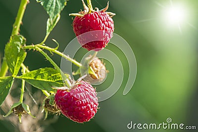 Juicy ripe raspberry growing in the sunny garden Stock Photo