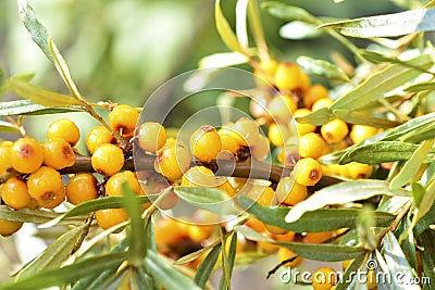 Juicy sea buckthorn berries Elaeagnaceae Hippophae in the garden Stock Photo