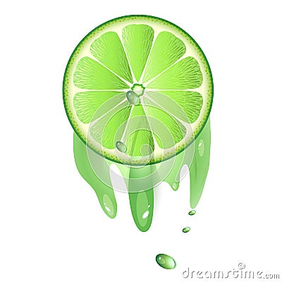 Juicy slice of lime fruit Vector Illustration