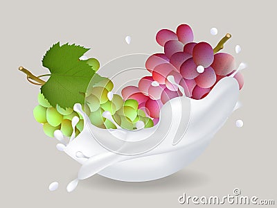 juicy sweet grape in milk splash. Vector Illustration