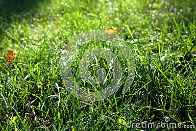 Juicy wet green grass lawn in the morning time. Pure water dew. Freshness. Water drops under the sunlight Stock Photo