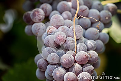 Juicy wine black grapes growing on farm Stock Photo