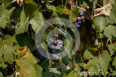 Juicy wine purple grapes growing on vineyard, Dark skinned grapevine for red wine with green leaves, Fresh fruits, Plantation of Stock Photo