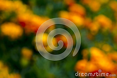 Juicy yellow green summer background. defocused background Stock Photo