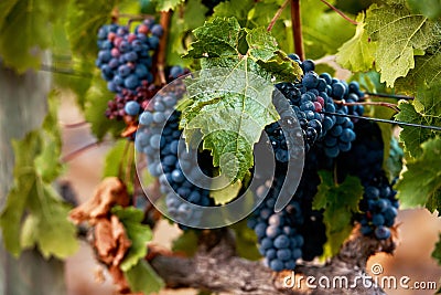 Juicy, yummy grapes. Still life shot of a bunch of grapes growing on a vineyard. Stock Photo