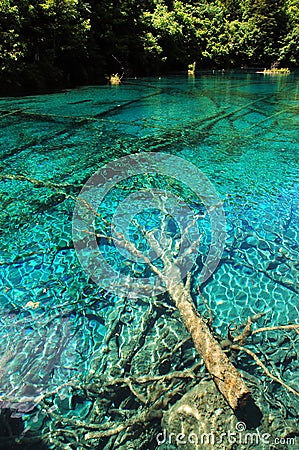 Five Flower Lake with submerged trees in Juizhaigou Nine Villages Valley, Sichuan, China Stock Photo