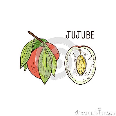 Jujube. A branch with leaves, a fruit. Part of the fetus Vector Illustration