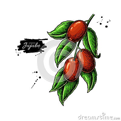 Jujube branch vector drawing. Chinese Date isolated illustration. Hand drawn botanical berries Vector Illustration