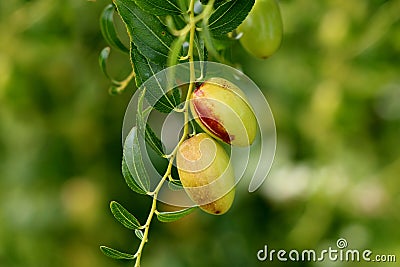 Jujube small deciduous tree with shiny green ovate acute leaves and light green edible fruit growing in local garden on warm sunny Stock Photo