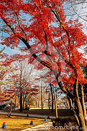 Jukseoru Pavilion autumn maple forest in Samcheok, Korea Stock Photo