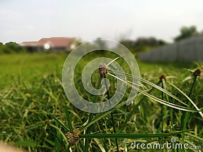 Jukut Pendul is a grass plant belonging to the Cyperaceae family that grows in meadows Stock Photo