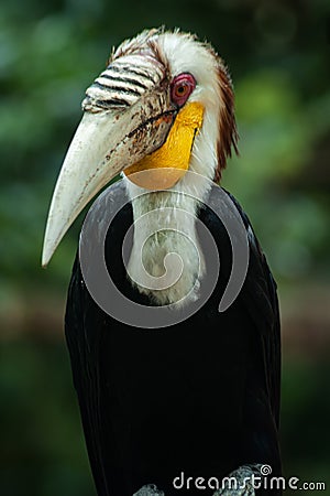 Julang Emas or Rhyticeros undulatus bird Stock Photo