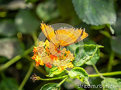 Julia butterfly dryas iulia taking nectar from a flower Stock Photo