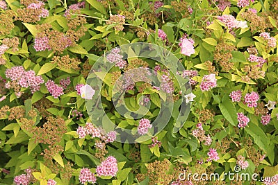 July flowers on the Shchelkovo city Sun Embankment in the Moscow Region. Stock Photo