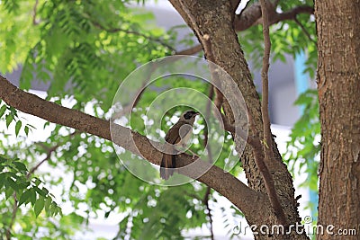 1 July 2020 the Garrulax canorus at nature, with nature back ground Stock Photo