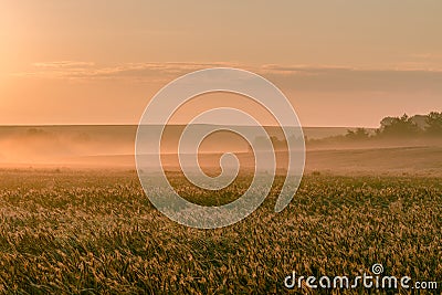 July morning dawning over a wheat field Stock Photo