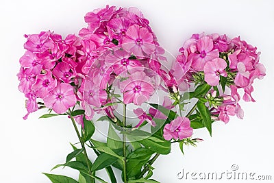 July pink phloxes lies on a white rural table Stock Photo