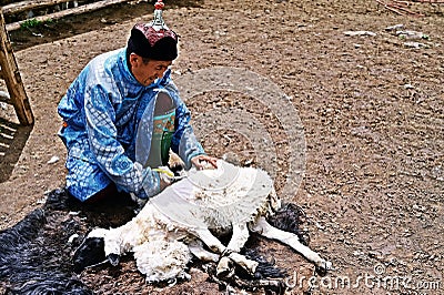 show off ancient sheep shearing. Editorial Stock Photo