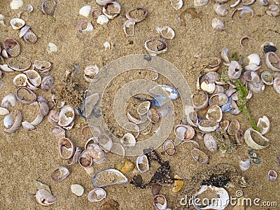 Seashells on the beach Stock Photo