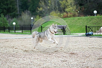 Jump of husky Stock Photo